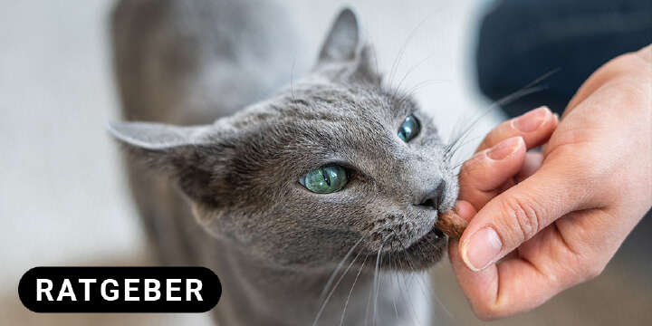 themenwelt titel katzenernaehrung 1000x500